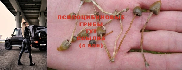 прущие грибы Аркадак